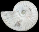 Silver Iridescent Ammonite - Madagascar #54873-1